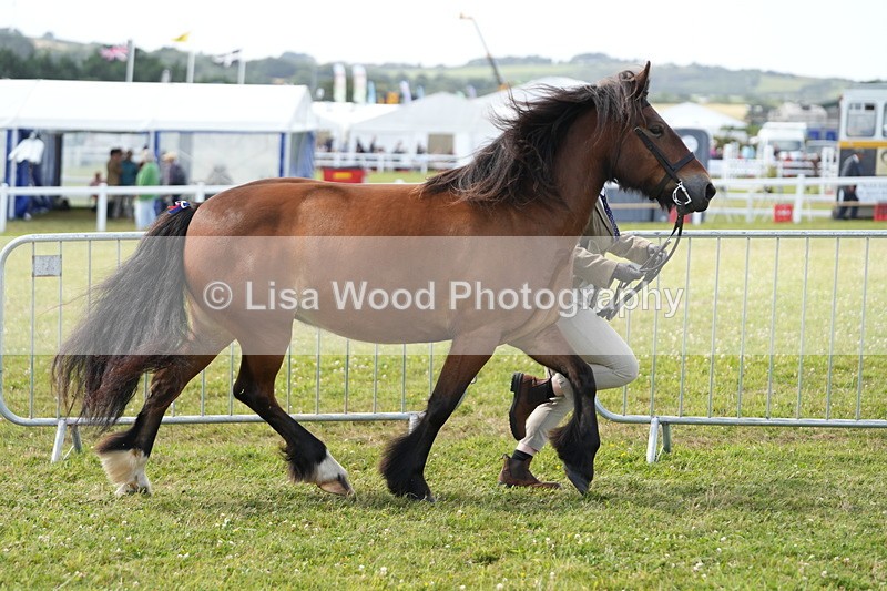 DSC05738 - Class 51: NPS M&M 4 years and over Large Breeds