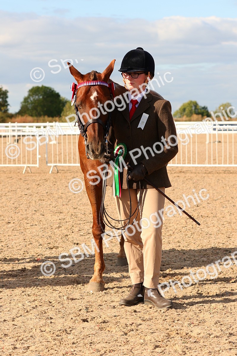 SBM_18430 - Class 318 - IH Part Bred Horse Pony