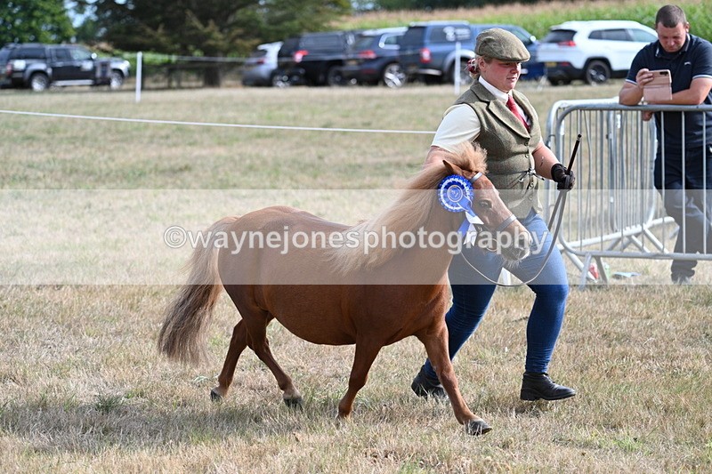 WJ7_8139 - In-hand Championship