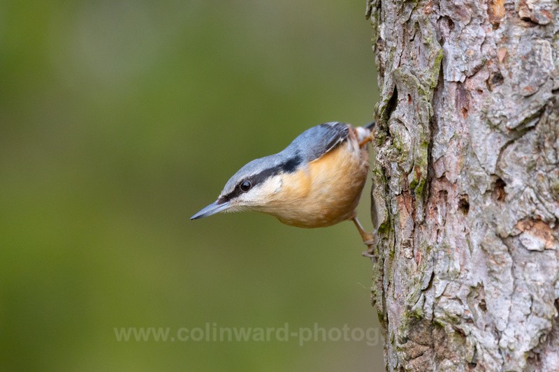 Nuthatch    ref 6464 - macro and nature.