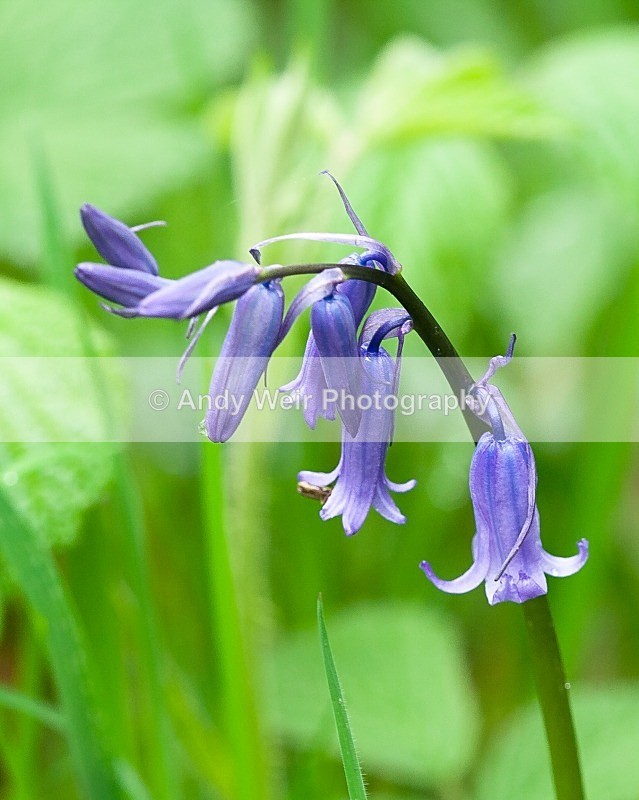 20090501-023 - Plants & Flowers