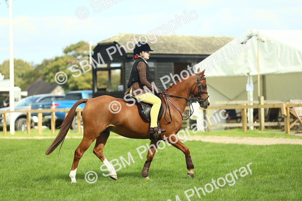 SBM_44627 - S31 - Working Hunter Pony