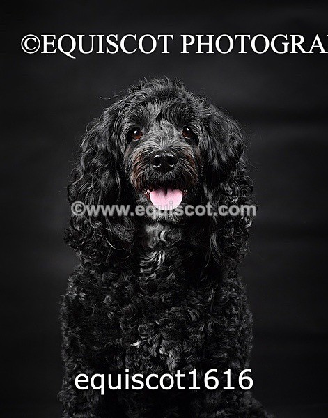 equiscot1616 - POPPY & EDDI