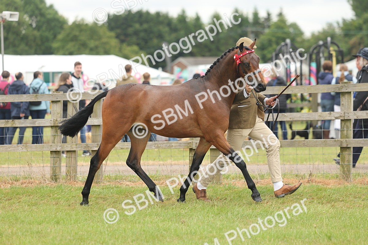 SBM_05399 - Class 68-73 - Riding Pony Breeding