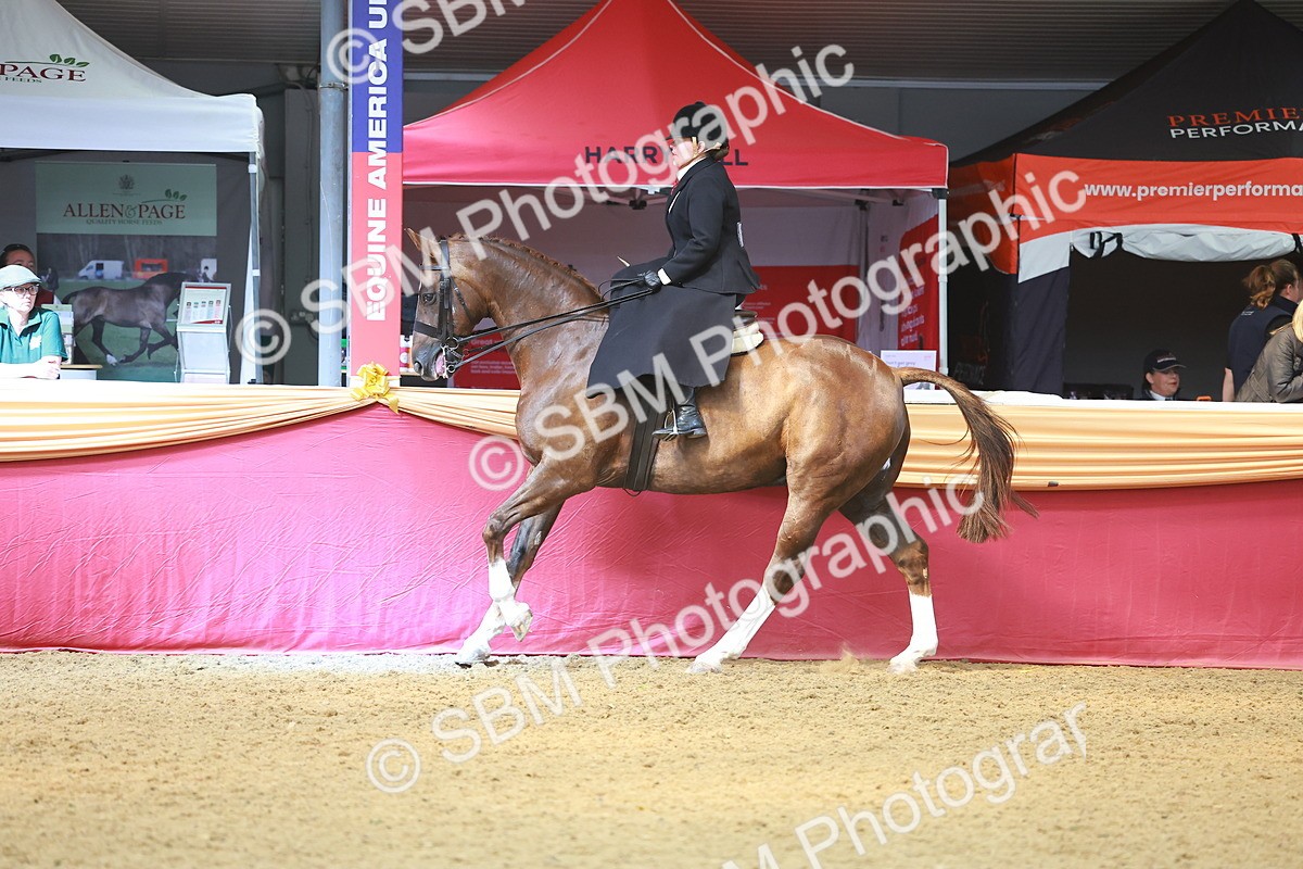 SBM_12558 - Class 103 - HOYS Veteran Qualifier - Ridden Pre Vet