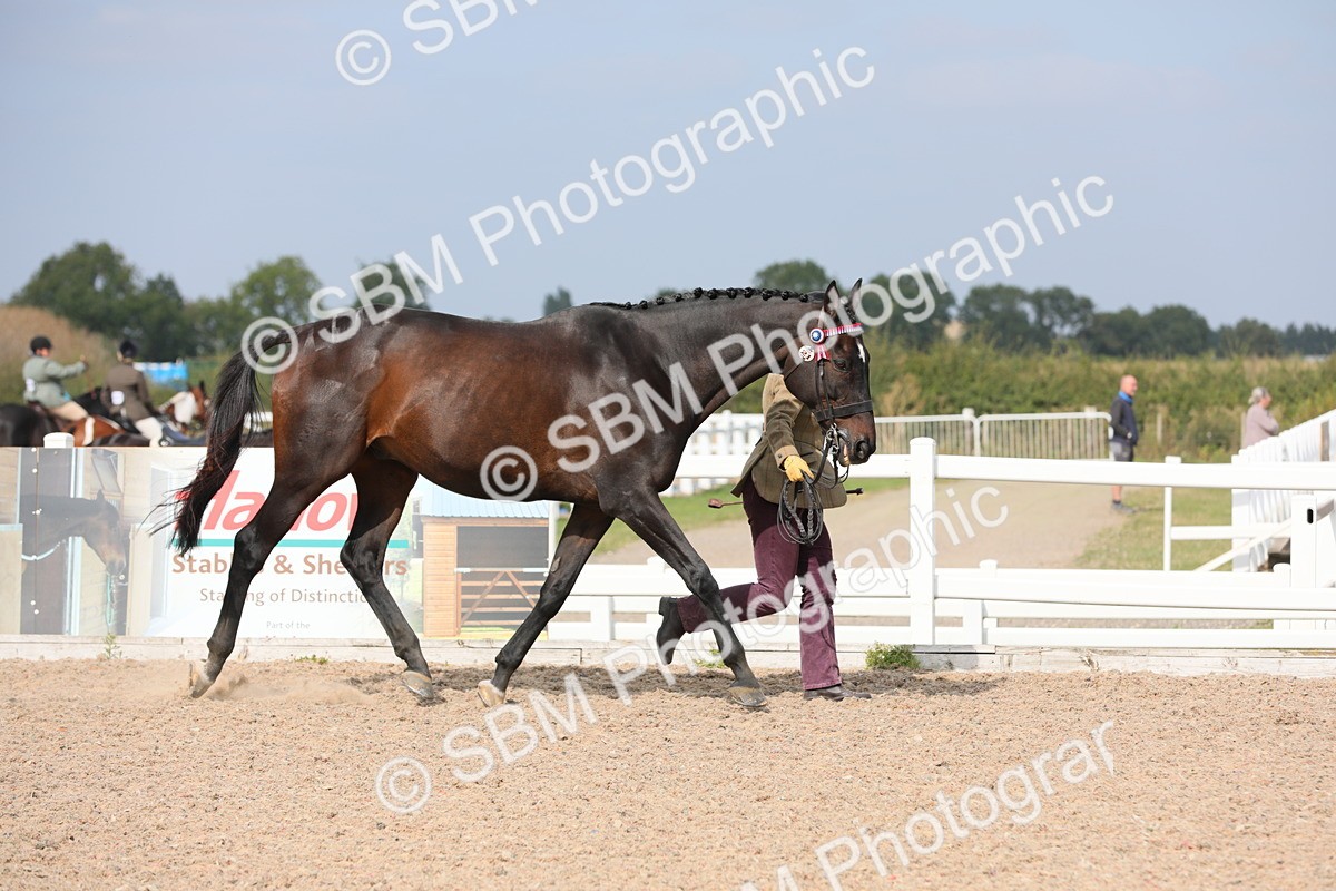 SBM_15911 - Class 313 IH Retired Racehorse