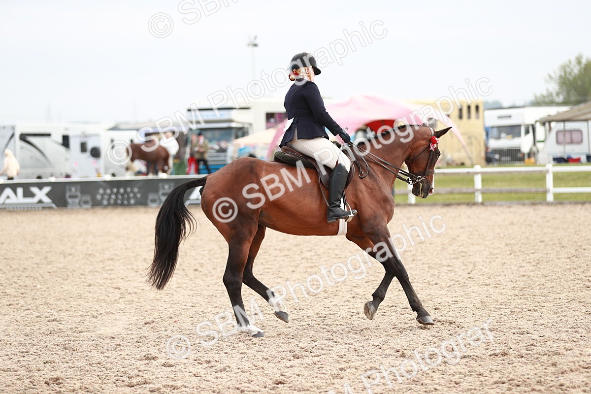 SBM_17603 - Class 215 Ridden Hack/ Riding Horse