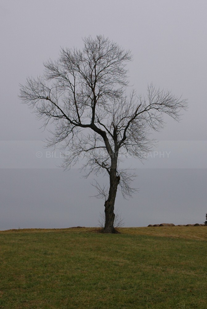 9996 - The Tree Project