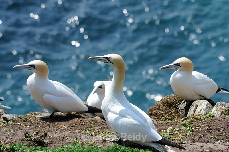  - Saltee Islands Birdlife