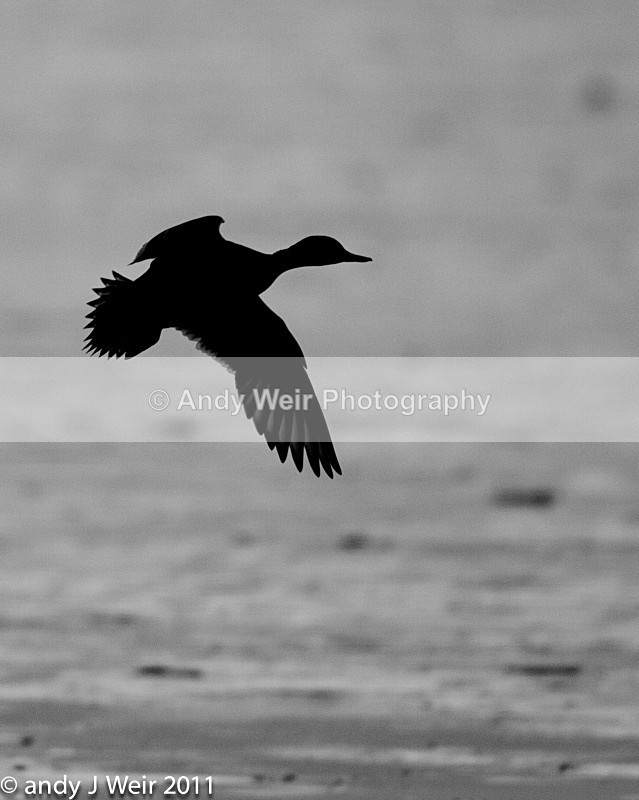 Pintail-1395 - Pintail