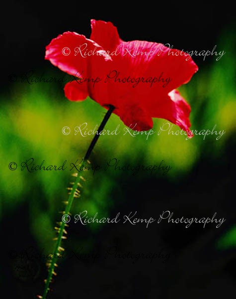Poppy - Plants