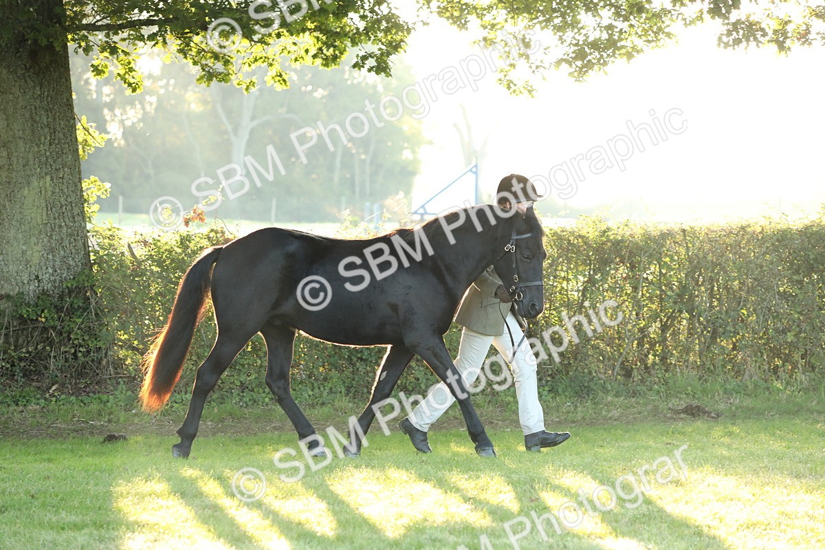 SBM_57820 - S42 - Youngstock