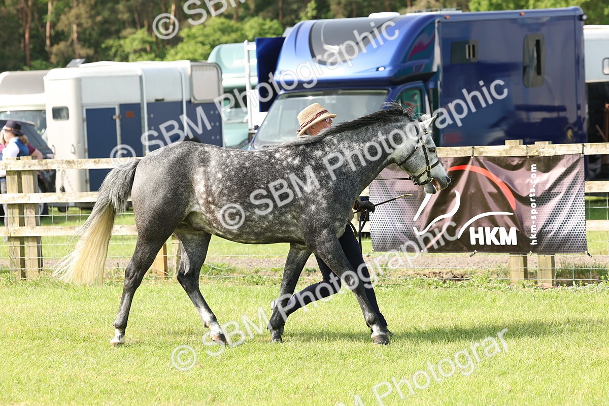 SBM_00760 - Class 6-13 - Mountatin and Moorland In Hand Welsh Breeds