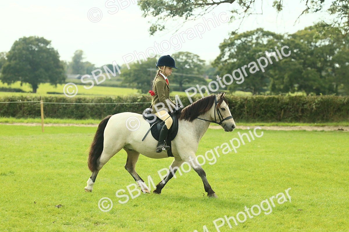 SBM_69789 - S59 - Mountain & Moorland Ridden Small Breeds