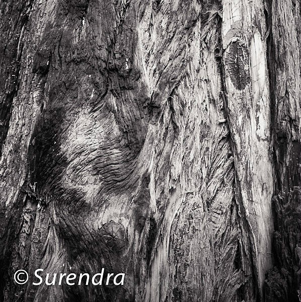Bark 49 - Bark 2