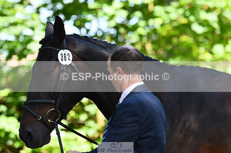 230524-153632-00389 - 362-SPIRIT'S_GEMINI-Harry_Dzenis-WEDTrotUp+DR