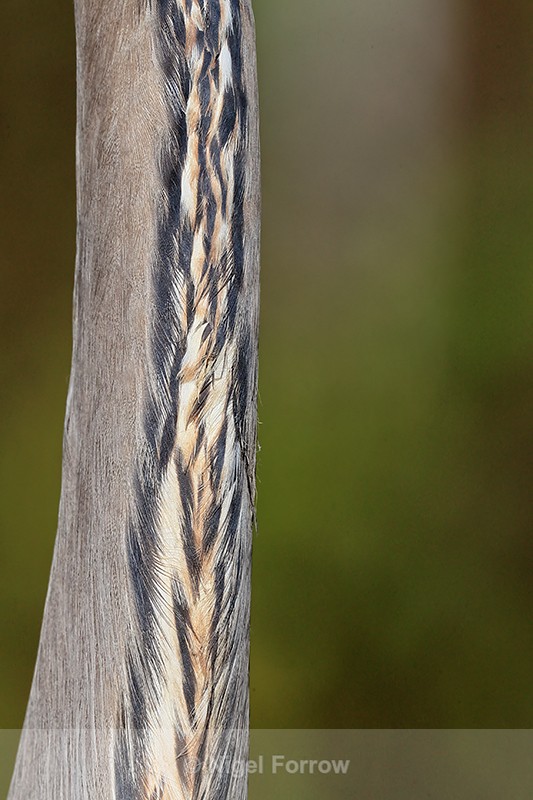 Great Blue Heron neck feathers, Viera Wetlands, Florida - Great Blue Heron