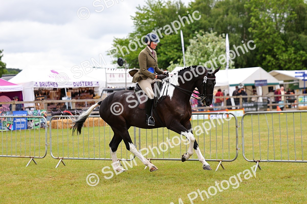 SBM_02618 - Class 9-11 Side Saddle including LIHS Rising Star Ladies Show Horse