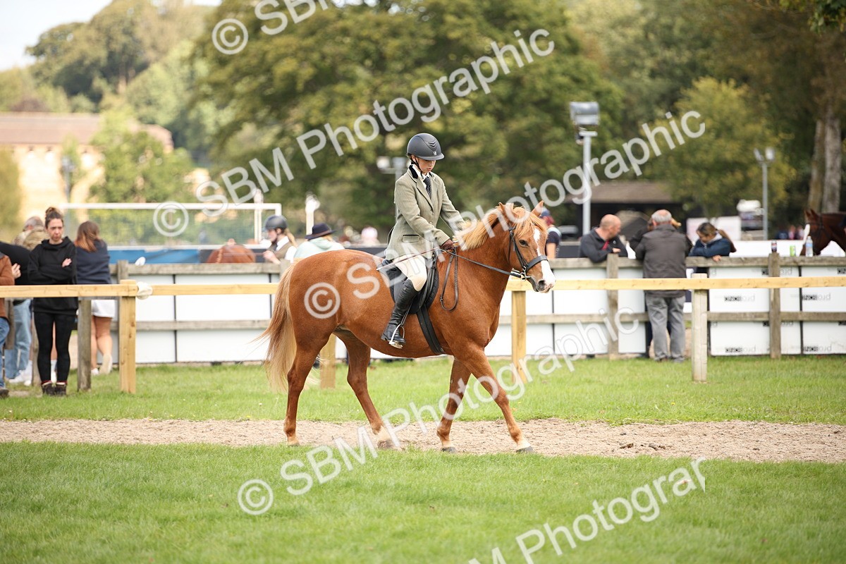 SBM_42366 - S13 - Pony Club Pony