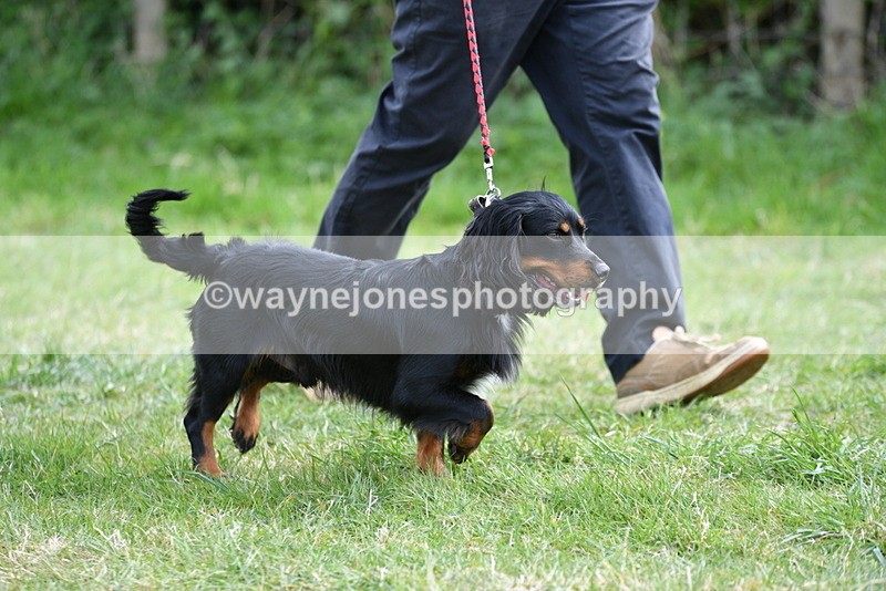 WJ5_9539 - Class 3 Most Handsome Dog