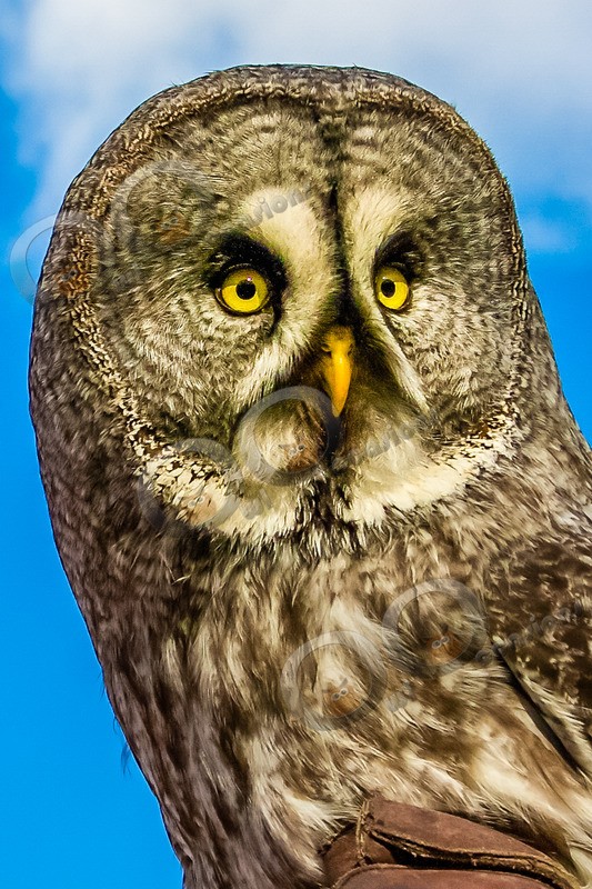 great grey owl stryx nebulosa-0162 - Owls of the World