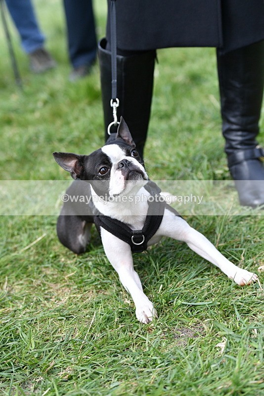 WJ5_0579 - Class 7 Best Terrier