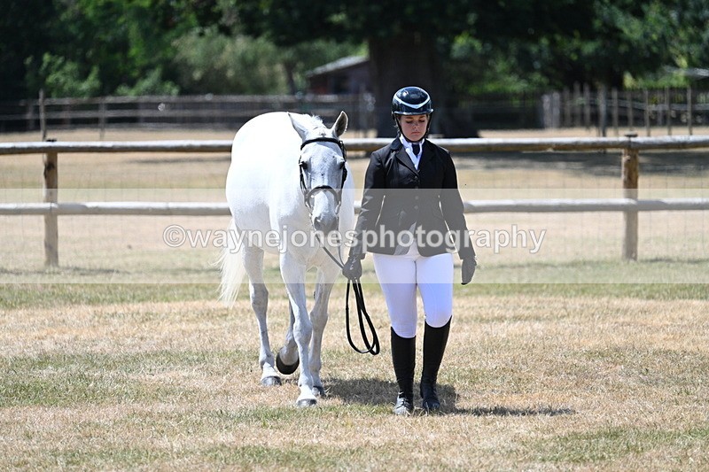 WJ7_2434 - Class 5a Most Handsome Gelding in hand (above 14.2hh)