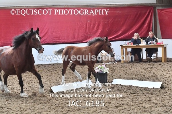 JAC_6185 - 17 Avonmore Little Maeda