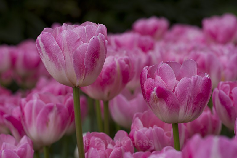  - Spring's Delights