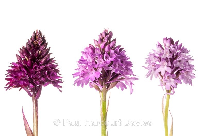  - WB: Orchids - Orchis