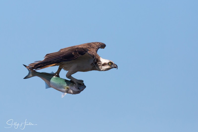 Osprey with Greenback 3