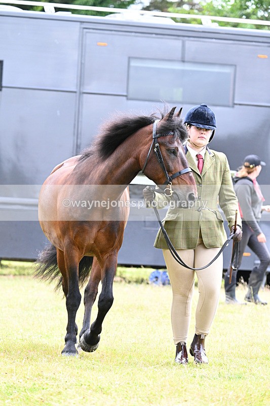 WJ7_6501 - Class 5 Handsome Gelding in hand