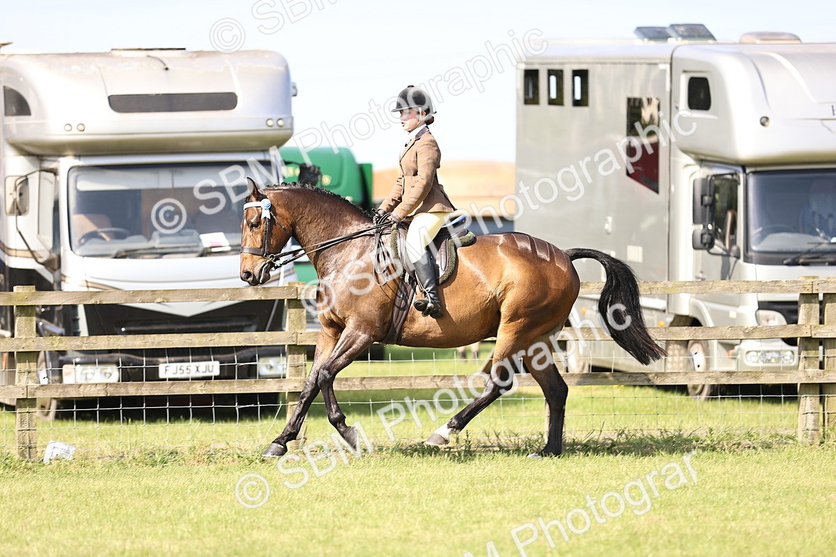 SBM_12903 - Class 75-76 LIHS BSHA Rising Star Hack Riding Horse