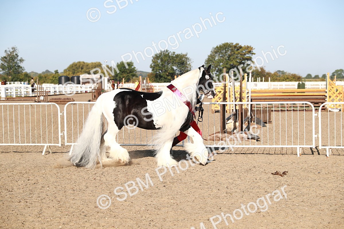SBM_00158 - Class 40 Best Turned Out IH