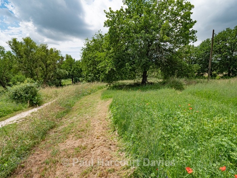 Wild Italian Garden. Paths are mown through the vegetation to provide access - Flowers in the Landscape - 2