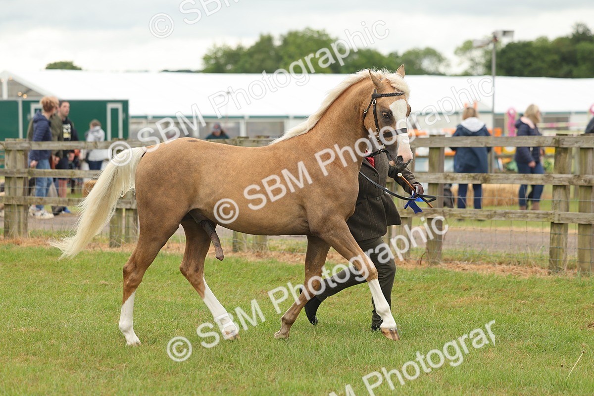 SBM_02206 - Class 50-57 - M&M Welsh Pony In Hand