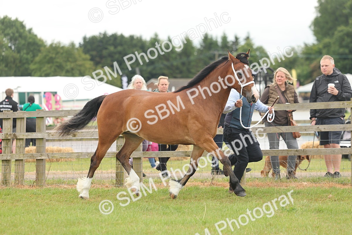 SBM_04799 - Class 50-57 - M&M Welsh Pony In Hand