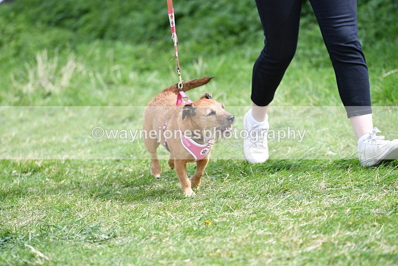 WJ5_0466 - Class 7 Best Terrier