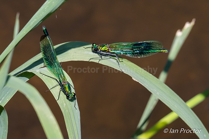 2 Female Banded Demoiselle Damselfies - Nature