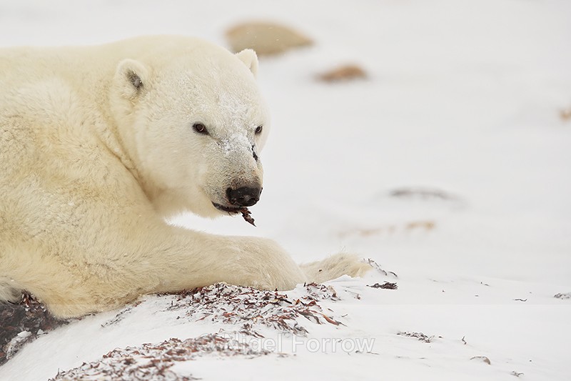 Male Polar Bear eating kelp, Churchill, Canada - Polar Bear