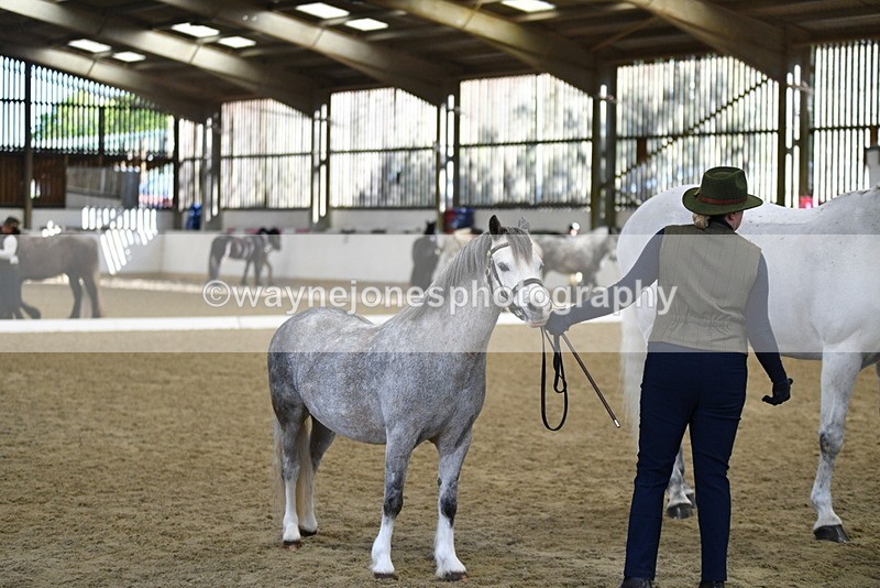 WJ5_4082 - Class 2 Best Condition In hand