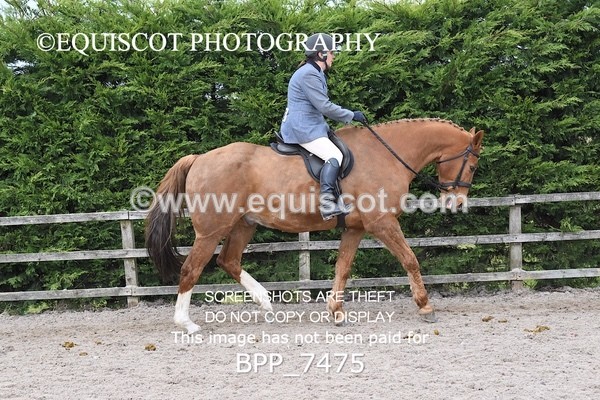 BPP_7475 - RING 1  (RIDDEN HORSES / IN HAND / VETERAN ETC)