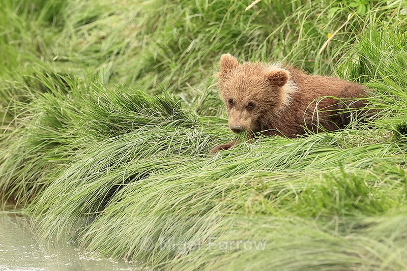 Brown Bear cub chewing grass, Silver Salmon Creek, Alaska - Brown Bear