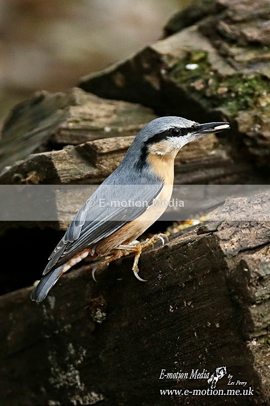 Nuthatch 271113 2 - Nature