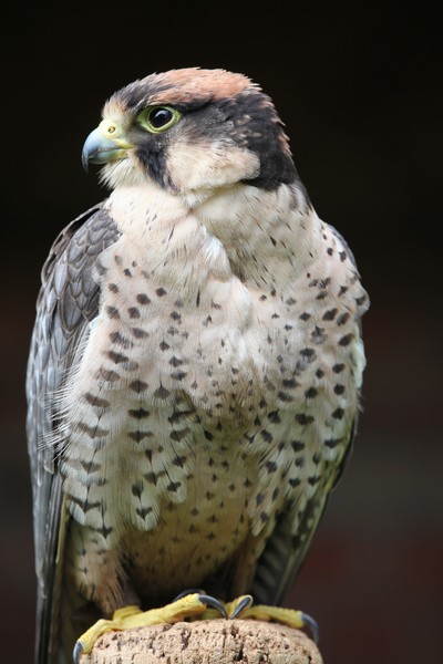 Kestrels_AGT057 - Farm & Zoo Animals