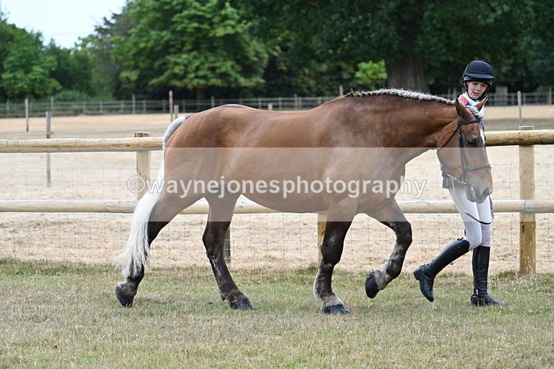 WJ7_8909 - Class 4a Prettiest Mare 14.2hh and over