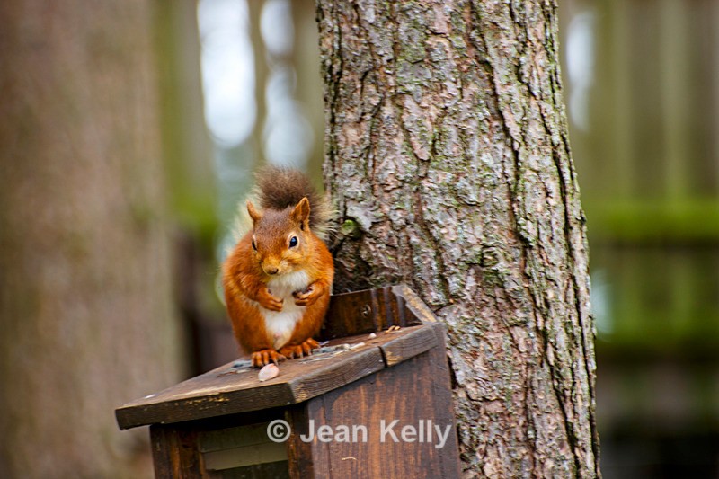 Red Squirrel - DSC_7137 - Squirrels