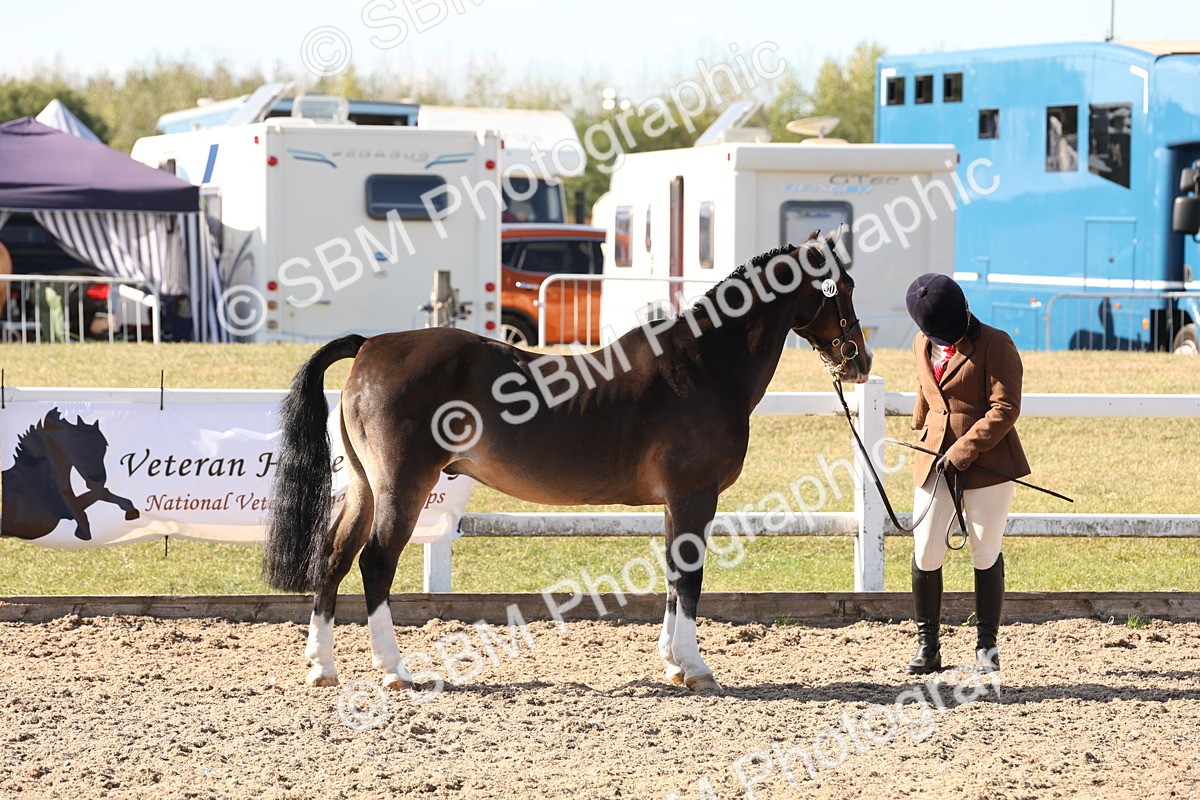 SBM_12824 - Class 205 - IH Show Pony - Show Hunter Pony