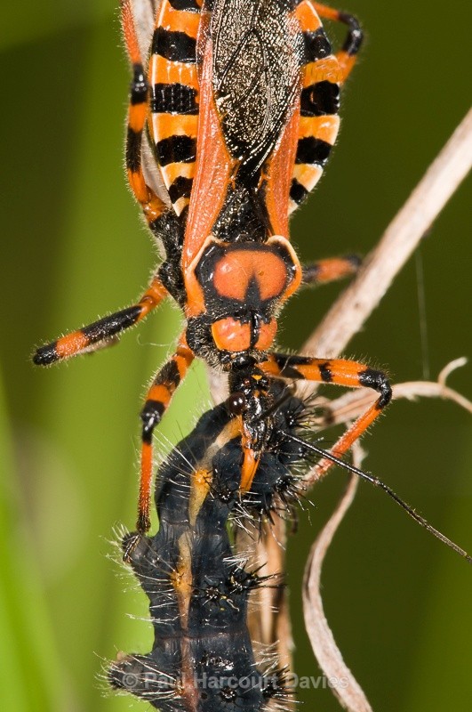  - Bugs: Macro insects