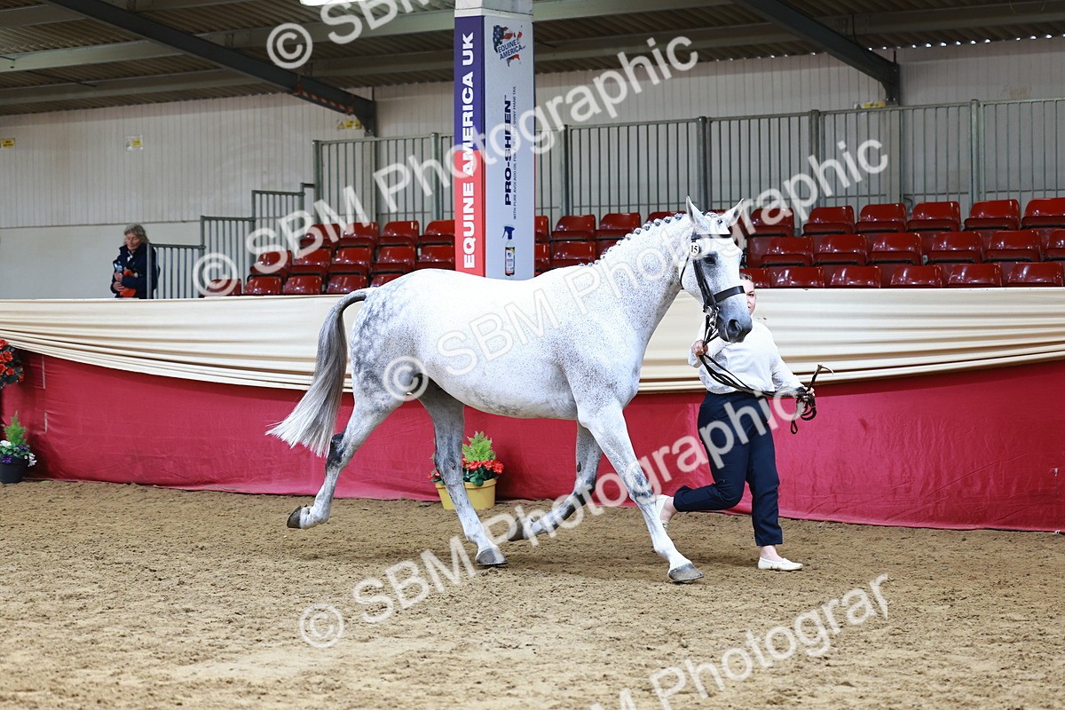 SBM_23174 - Class 903 - Supreme Final - IH Pre Vet